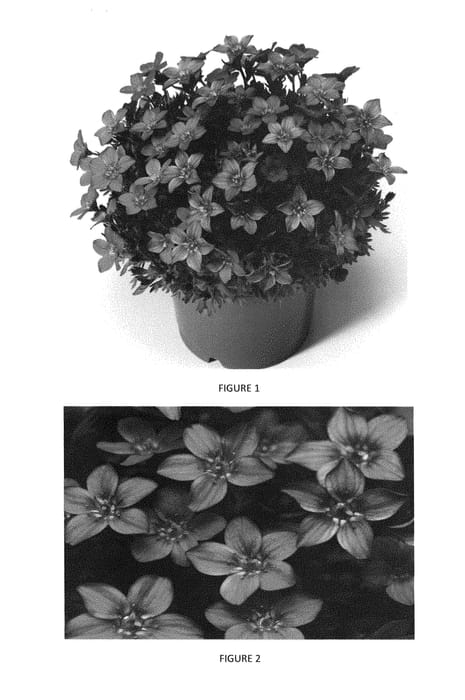 Figure 1 of US plant patent PP29356, the photograph of SAXZ0015 printed in the patent.