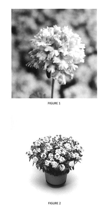 Figure 1 of US plant patent PP29357, the photograph of VEAZ0039 printed in the patent.