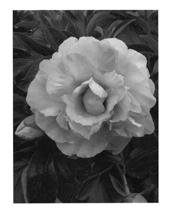 Figure 1 of US plant patent PP29358, the photograph of RTPIV791-01 printed in the patent.