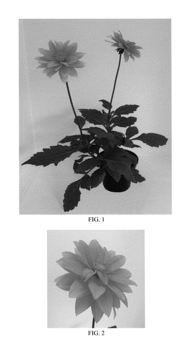 Figure 1 of US plant patent PP29359, the photograph of Baldenink printed in the patent.