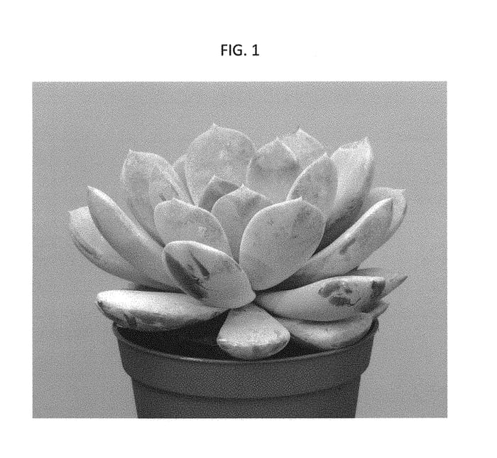Figure 1 of US plant patent PP29360, the photograph of Asante Sana printed in the patent.