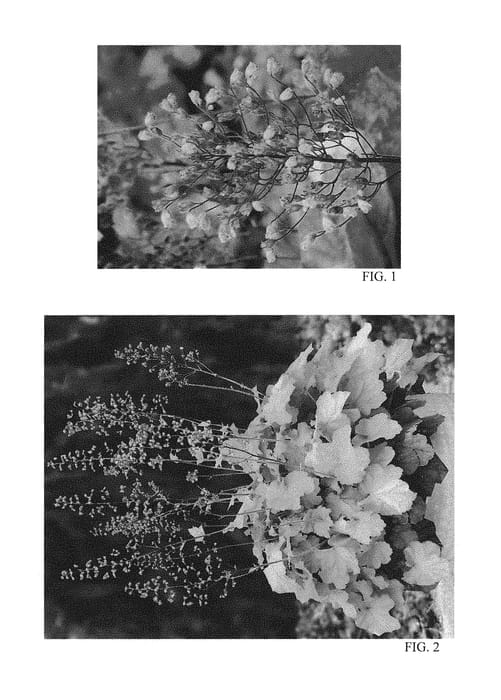 Figure 1 of US plant patent PP29361, the photograph of Pretty Pistachio printed in the patent.