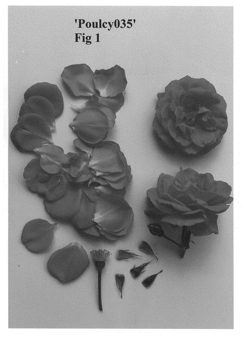 Figure 1 of US plant patent PP29362, the photograph of Poulcy035 printed in the patent.