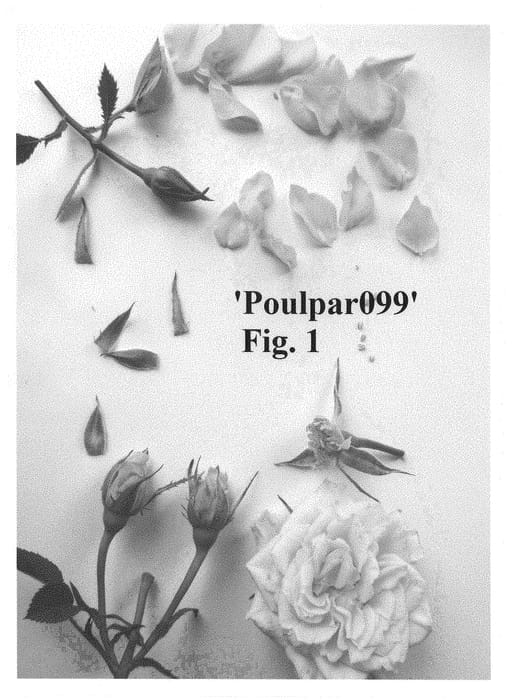Figure 1 of US plant patent PP29363, the photograph of Poulpar099 printed in the patent.