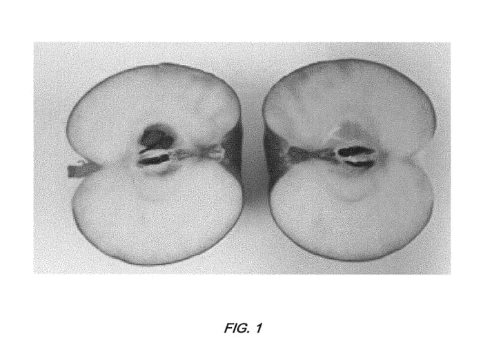 Figure 1 of US plant patent PP29364, the photograph of Starapple1 printed in the patent.
