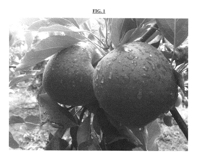 Figure 1 of US plant patent PP29365, the photograph of BIGBUCKS printed in the patent.