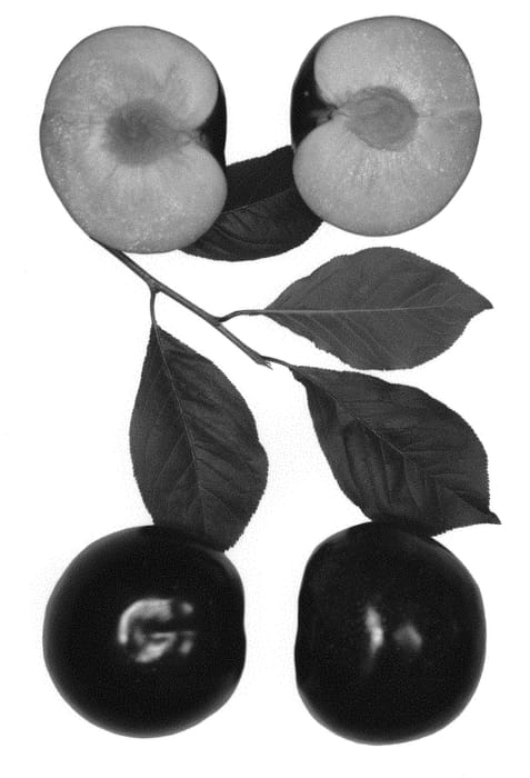 Figure 1 of US plant patent PP29366, the photograph of Flavor Mist printed in the patent.