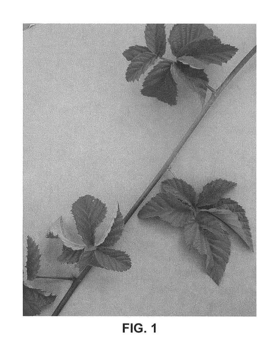 Figure 1 of US plant patent PP29367, the photograph of Columbia Sunrise printed in the patent.