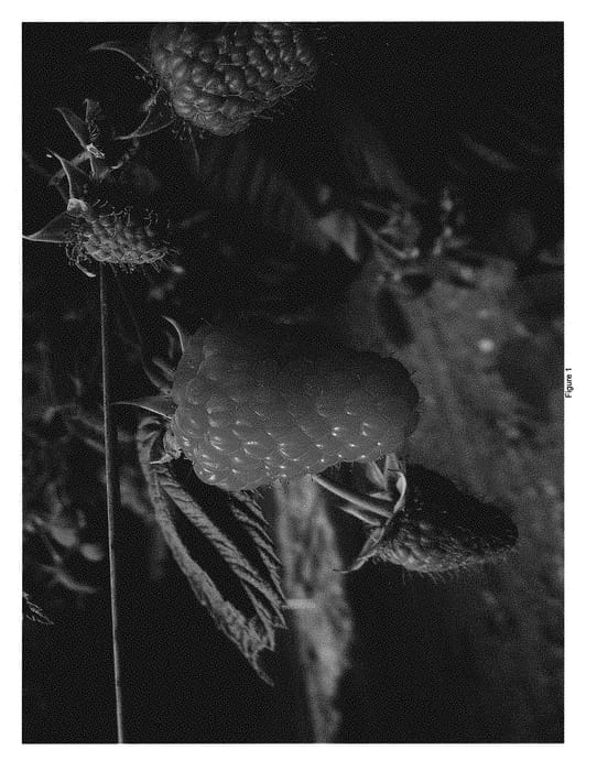Figure 1 of US plant patent PP29369, the photograph of PBBrasp1381 printed in the patent.