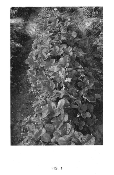 Figure 1 of US plant patent PP29370, the photograph of Marys Peak printed in the patent.