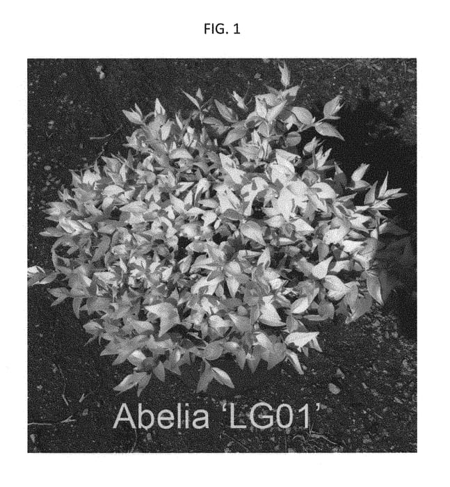 Figure 1 of US plant patent PP29371, the photograph of LG01 printed in the patent.