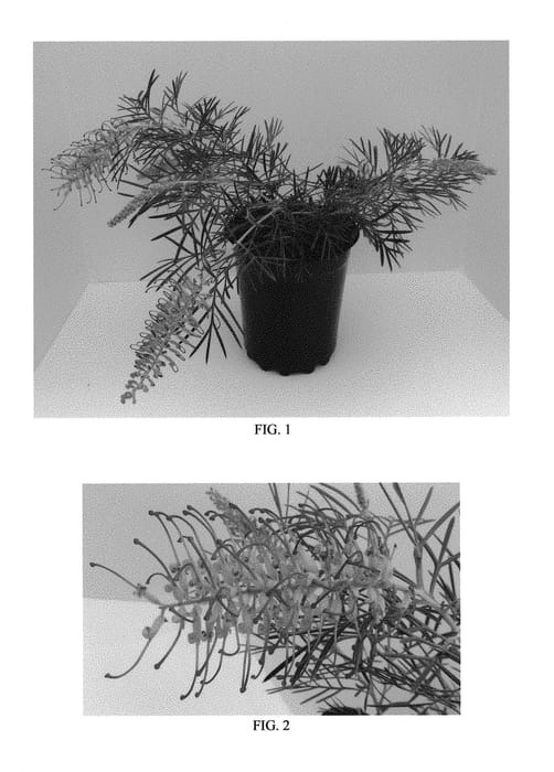 Figure 1 of US plant patent PP29372, the photograph of Spirit of ANZAC printed in the patent.