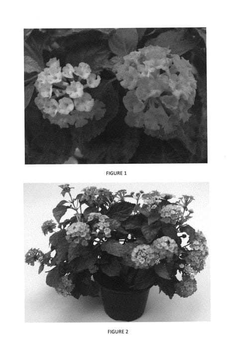 Figure 1 of US plant patent PP29373, the photograph of LANZ0013 printed in the patent.
