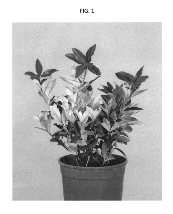 Figure 1 of US plant patent PP29374, the photograph of EUJACODEK printed in the patent.