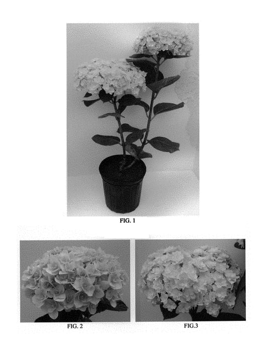 Figure 1 of US plant patent PP29375, the photograph of Kazan printed in the patent.