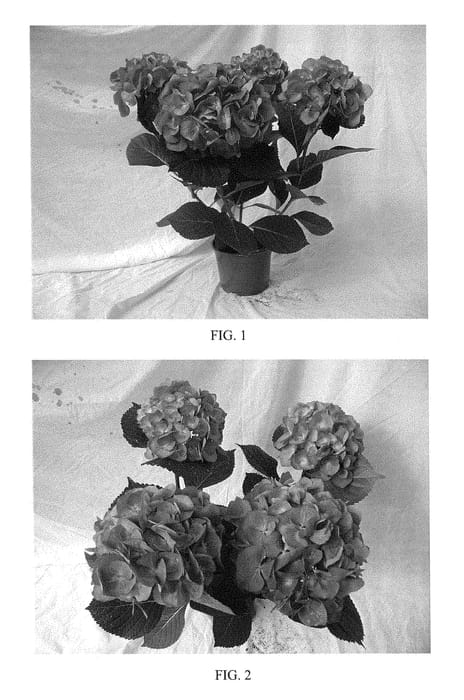 Figure 1 of US plant patent PP29376, the photograph of BCHY-10.P14 printed in the patent.