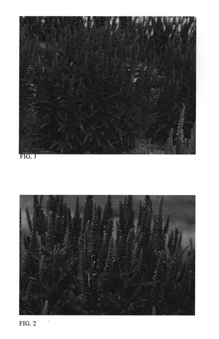 Figure 1 of US plant patent PP29377, the photograph of Royal Rembrandt printed in the patent.