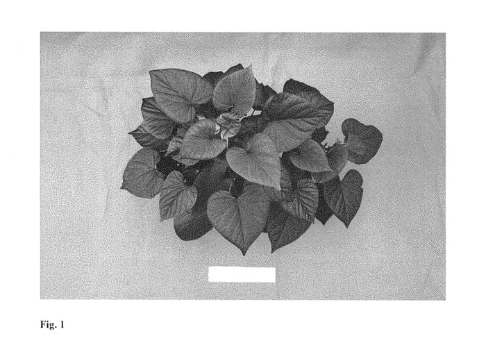 Figure 1 of US plant patent PP29378, the photograph of NCORNSP-021SHJB printed in the patent.