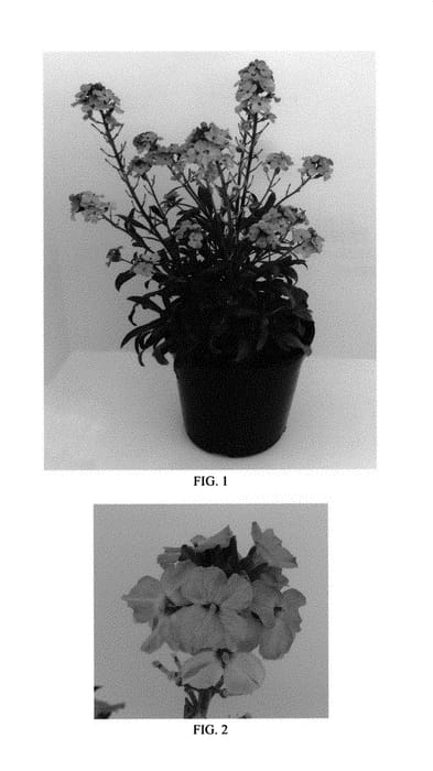 Figure 1 of US plant patent PP29379, the photograph of Balcherissam printed in the patent.