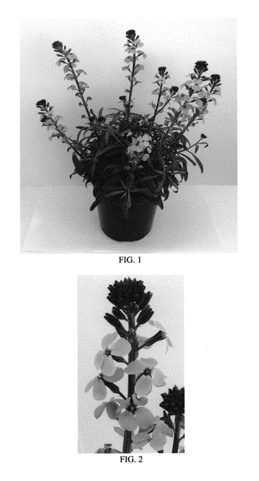 Figure 1 of US plant patent PP29380, the photograph of Bowles Me Away printed in the patent.