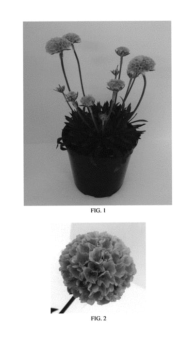 Figure 1 of US plant patent PP29381, the photograph of Daydream printed in the patent.