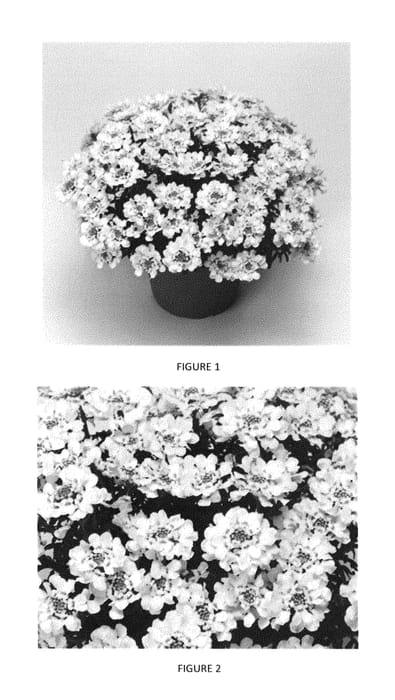 Figure 1 of US plant patent PP29382, the photograph of IBSZ0002 printed in the patent.