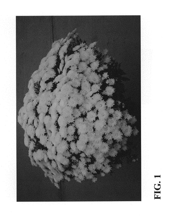 Figure 1 of US plant patent PP29383, the photograph of Zanmubriwhi printed in the patent.