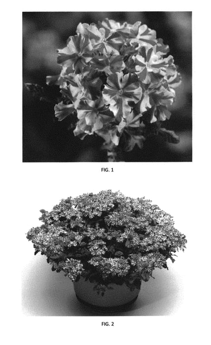 Figure 1 of US plant patent PP29384, the photograph of VEAZ0033 printed in the patent.