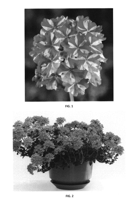 Figure 1 of US plant patent PP29385, the photograph of VEAZ0030 printed in the patent.