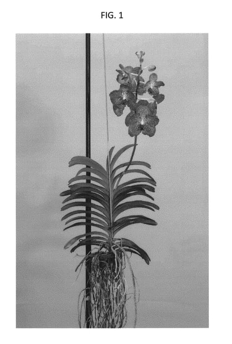Figure 1 of US plant patent PP29386, the photograph of Vanda plant named SPCDW1521 printed in the patent.