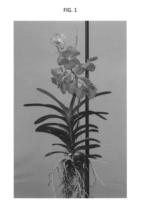 Figure 1 of US plant patent PP29387, the photograph of SPCDW1520 printed in the patent.