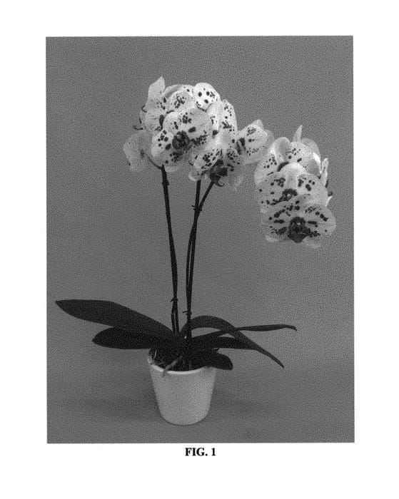 Figure 1 of US plant patent PP29388, the photograph of PHALYDSAP printed in the patent.
