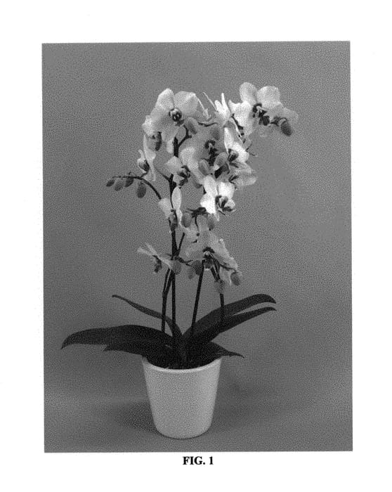 Figure 1 of US plant patent PP29389, the photograph of PHALFTEQ printed in the patent.