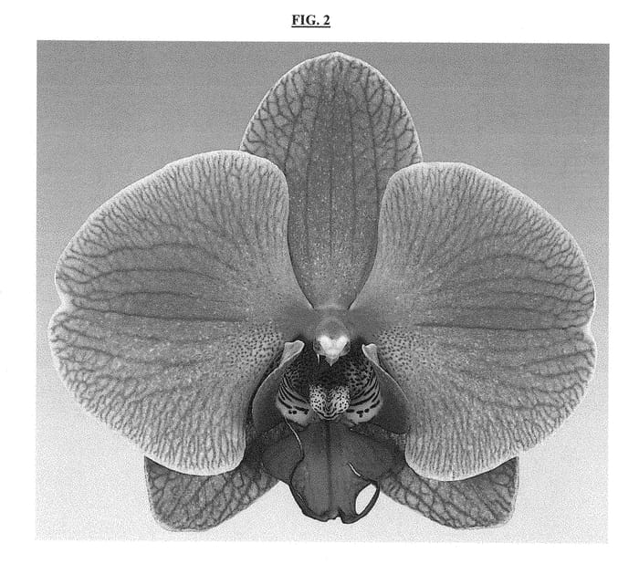 Figure 2 of US plant patent PP29390, the photograph of Elastic Love printed in the patent.