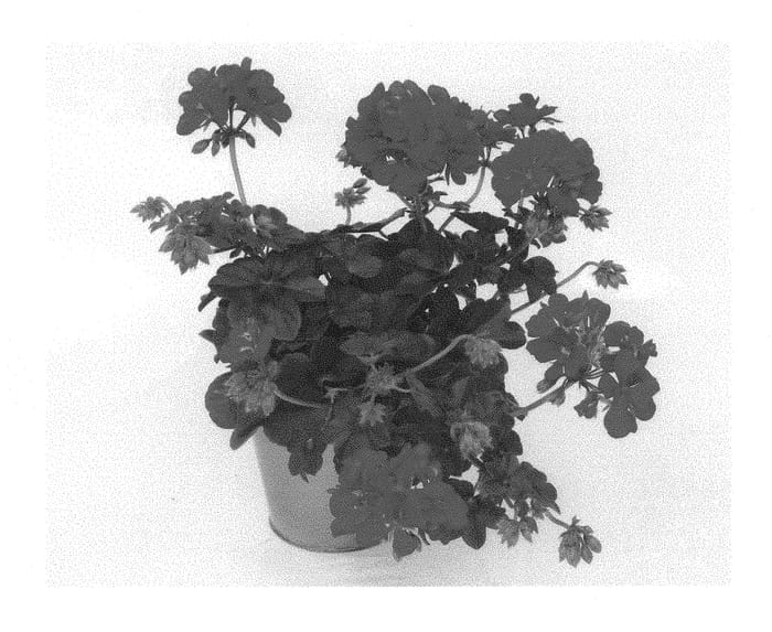 Figure 1 of US plant patent PP29391, the photograph of KLEPP16382 printed in the patent.