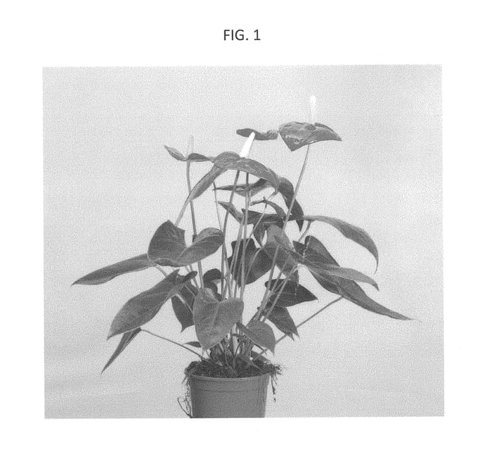 Figure 1 of US plant patent PP29392, the photograph of ARAANTRED1 printed in the patent.