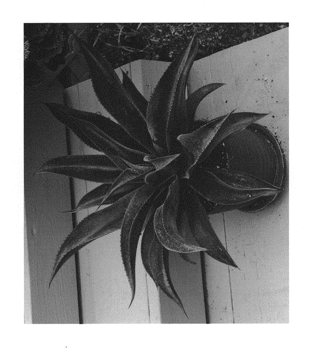 Figure 1 of US plant patent PP29393, the photograph of Mission to Mars printed in the patent.