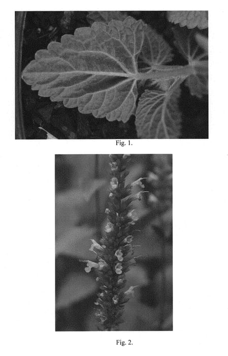 Figure 1 of US plant patent PP29394, the photograph of Velvet Crush printed in the patent.