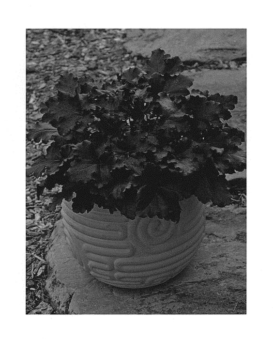 Figure 1 of US plant patent PP29395, the photograph of Black Pearl printed in the patent.