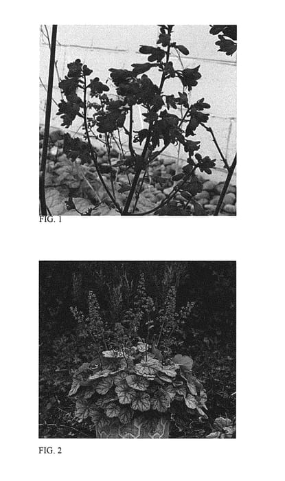 Figure 1 of US plant patent PP29396, the photograph of Appletini printed in the patent.