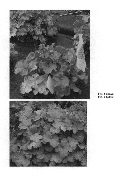 Figure 1 of US plant patent PP29397, the photograph of TNHEUNEA printed in the patent.