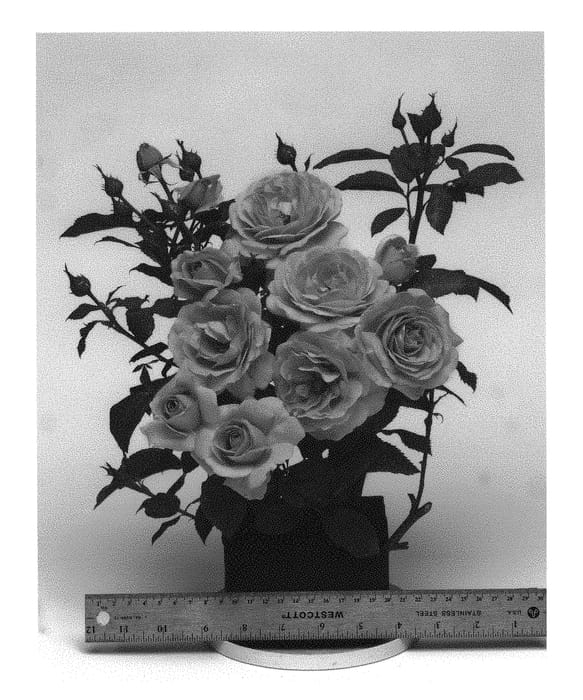 Figure 1 of US plant patent PP29398, the photograph of WEKwibysicpep printed in the patent.