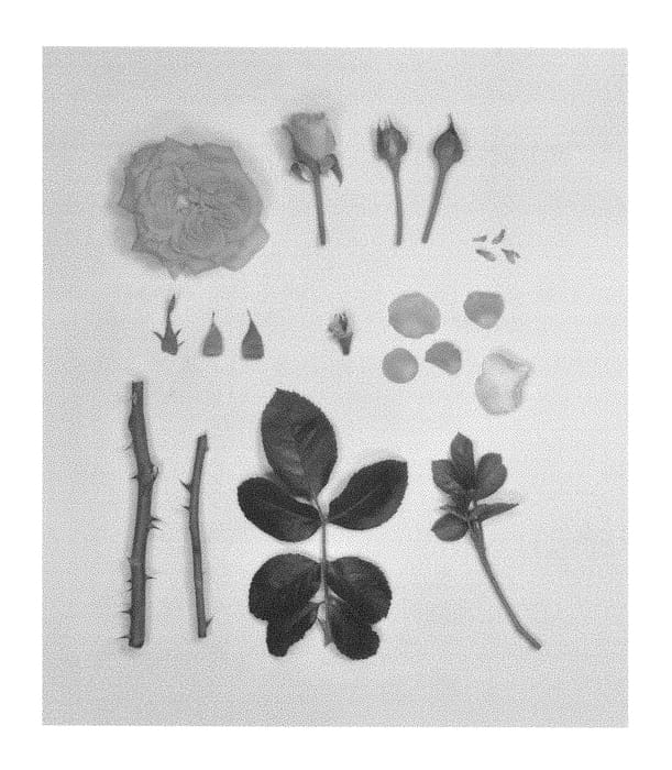 Figure 1 of US plant patent PP29399, the photograph of KORfloci109 printed in the patent.