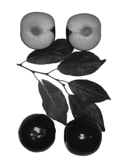 Figure 1 of US plant patent PP29400, the photograph of Flora's Flavor printed in the patent.