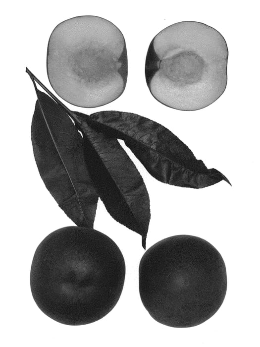 Figure 1 of US plant patent PP29401, the photograph of Snow Eden printed in the patent.