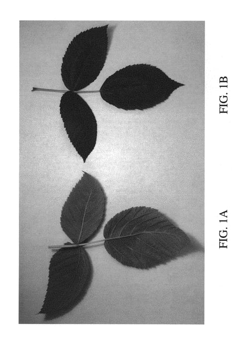 Figure 1 of US plant patent PP29402, the photograph of DrisRaspThirteen printed in the patent.