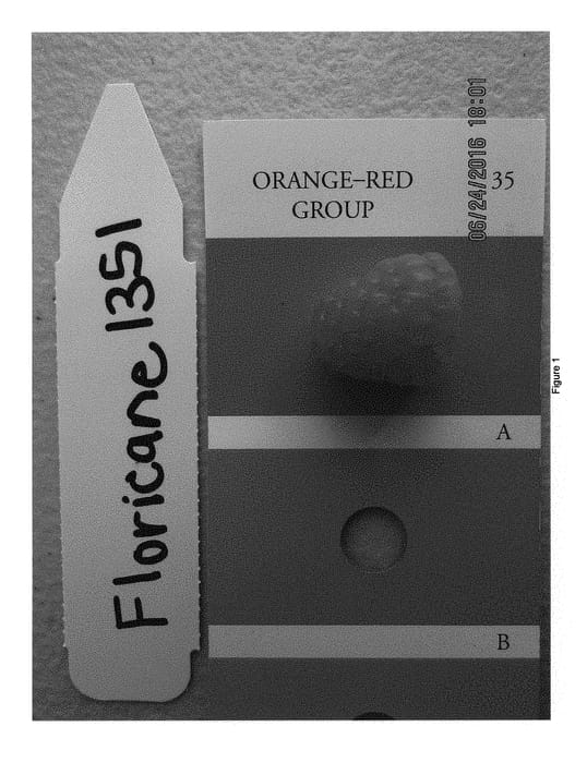 Figure 1 of US plant patent PP29403, the photograph of PBBrasp1351 printed in the patent.