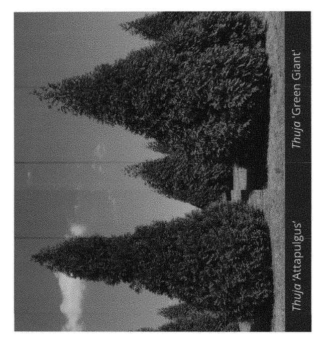 Figure 1 of US plant patent PP29404, the photograph of Attapulgus printed in the patent.