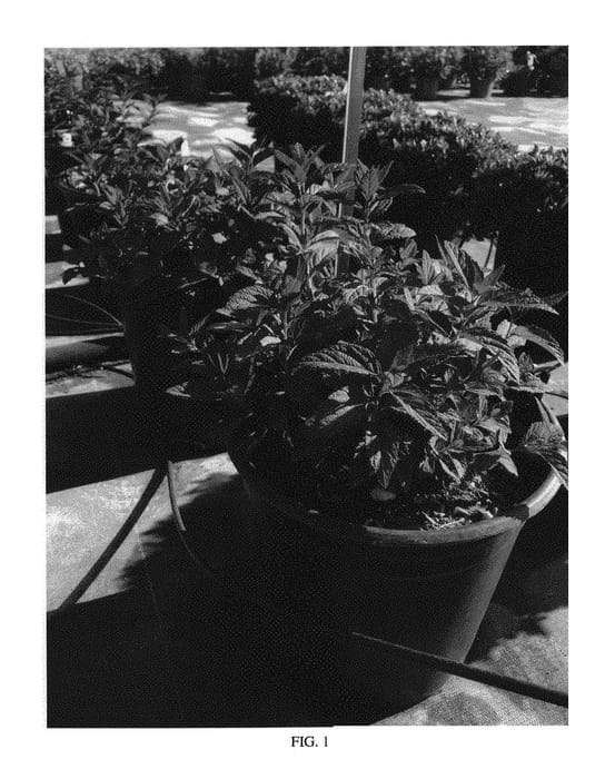 Figure 1 of US plant patent PP29405, the photograph of Walplum printed in the patent.