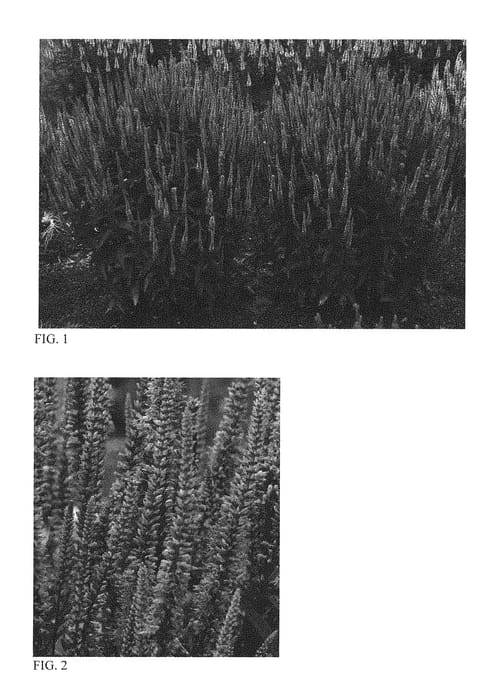Figure 1 of US plant patent PP29406, the photograph of Blue Skywalker printed in the patent.